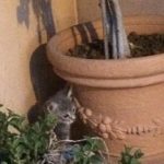 I NOSTRI AMICI ANIMALI / LE STORIE DI FEDERICA