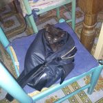 I NOSTRI AMICI ANIMALI / LE STORIE DI FEDERICA