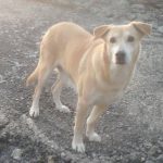 I NOSTRI AMICI ANIMALI / LE STORIE DI FEDERICA
