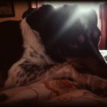 I NOSTRI AMICI ANIMALI / LE STORIE DI FEDERICA