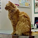 I NOSTRI AMICI ANIMALI / LE STORIE DI FEDERICA