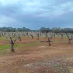 XYLELLA, CASILI LANCIA L’ ALLARME: COMINCIA LA NUOVA MATTANZA DEGLI ULIVI. E NOI DICIAMO: GRAZIE PRESIDENTE EMILIANO!