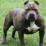 PITBULL DI CASA AGGREDISCE BAMBINO DI SQUINZANO