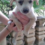 I NOSTRI AMICI ANIMALI / LE STORIE DI FEDERICA