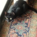 I NOSTRI AMICI ANIMALI / LE STORIE DI FEDERICA
