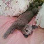I NOSTRI AMICI ANIMALI / LE STORIE DI FEDERICA