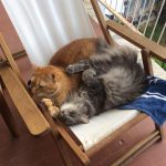 I NOSTRI AMICI ANIMALI / LE STORIE DI FEDERICA