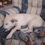 I NOSTRI AMICI ANIMALI / LE STORIE DI FEDERICA