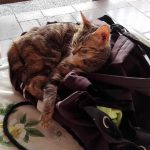 I NOSTRI AMICI ANIMALI / LE STORIE DI FEDERICA