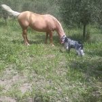 I NOSTRI AMICI ANIMALI / LE STORIE DI FEDERICA