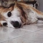 I NOSTRI AMICI ANIMALI / LE STORIE DI FEDERICA