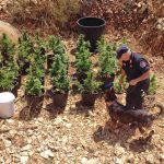 COLTIVAZIONI ESTENSIVE DI CANNABIS NELLE CAMPAGNE DI NEVIANO E CUTROFIANO, IN MANETTE ZIO E NIPOTE. FOTO E TUTTI I PARTICOLARI DELLA GROSSA OPERAZIONE ANTIDROGA DI QUESTA MATTINA DEI CARABINIERI