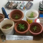 DUE DENUNCE PER DROGA