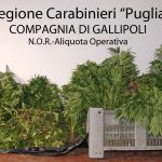 ALTRA COPPIA ‘ZIO-NIPOTE’ DI…COLTIVATORI DI CANNABIS. DUE NUOVI ARRESTI OGGI A CUTROFIANO