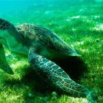 I NOSTRI AMICI ANIMALI / LE STORIE DI FEDERICA