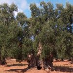 XYLELLA / TASK FORCE, ACCADEMIA DEI LINCEI E OGM: EPPUR CI PROVANO!