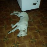 I NOSTRI AMICI ANIMALI / LE STORIE DI FEDERICA