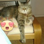 I NOSTRI AMICI ANIMALI / LE STORIE DI FEDERICA