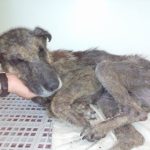 I NOSTRI AMICI ANIMALI / LE STORIE DI FEDERICA