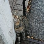 I NOSTRI AMICI ANIMALI / LE STORIE DI FEDERICA