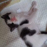 I NOSTRI AMICI ANIMALI / LE STORIE DI FEDERICA