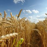 IL CROLLO DEL PREZZO DEL GRANO ITALIANO