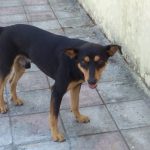I NOSTRI AMICI ANIMALI / LE STORIE DI FEDERICA