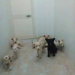 I NOSTRI AMICI ANIMALI / LE STORIE DI FEDERICA