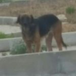 I NOSTRI AMICI ANIMALI / LE STORIE DI FEDERICA