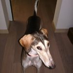 I NOSTRI AMICI ANIMALI / LE STORIE DI FEDERICA