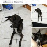 I NOSTRI AMICI ANIMALI / LE STORIE DI FEDERICA