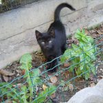 I NOSTRI AMICI ANIMALI / LE STORIE DI FEDERICA