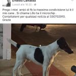 I NOSTRI AMICI ANIMALI / LE STORIE DI FEDERICA