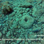 LA SCOPERTA / ECCEZIONALE ‘AVVISTAMENTO’ NELLE ACQUE DI PULSANO. GLI ORI SOMMERSI DI TARANTO, RISORSA STRAORDINARIA. IL PARERE DEGLI ARCHEOLOGI