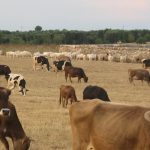 DIARIO DEL GIORNO DOPO / FESTE / CIBO E MUSICA IN MASSERIA A LATIANO VENERDI’ 26