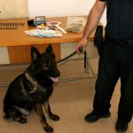 ARRESTATO PRESUNTO SPACCIATORE DI TAURISANO