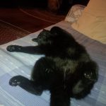 I NOSTRI AMICI ANIMALI / LE STORIE DI FEDERICA