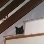 I NOSTRI AMICI ANIMALI / LE STORIE DI FEDERICA