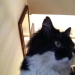 I NOSTRI AMICI ANIMALI / LE STORIE DI FEDERICA