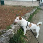I NOSTRI AMICI ANIMALI / LE STORIE DI FEDERICA