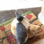 I NOSTRI AMICI ANIMALI / LE STORIE DI FEDERICA
