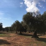 QUICK TEST, IL TEST VELOCE PER LA XYLELLA DELLA COLDIRETTI: INNESTI E MISERICORDIA. CI PENSERA’ LA PROVVIDENZA DIVINA?