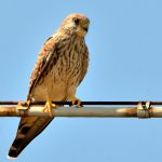 I NOSTRI AMICI ANIMALI / LE STORIE DI FEDERICA