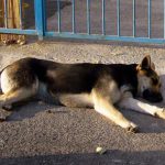 I NOSTRI AMICI ANIMALI / LE STORIE DI FEDERICA