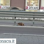 QUEL POMERIGGIO (IERI) DI UN GIORNO DA CANI