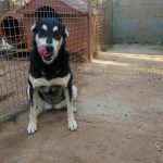 I NOSTRI AMICI ANIMALI / LE STORIE DI FEDERICA