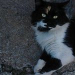 I NOSTRI AMICI ANIMALI / LE STORIE DI FEDERICA