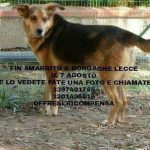 I NOSTRI AMICI ANIMALI / LE STORIE DI FEDERICA