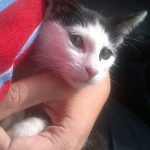 I NOSTRI AMICI ANIMALI / LE STORIE DI FEDERICA