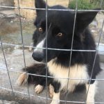 I NOSTRI AMICI ANIMALI / LE STORIE DI FEDERICA